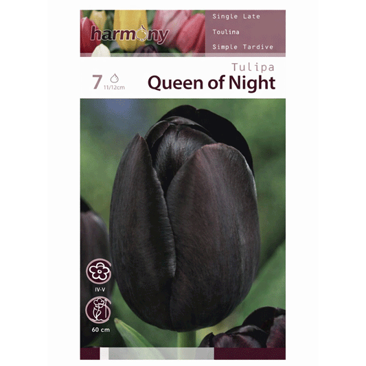 TULIPS QUEEN OF NIGHT