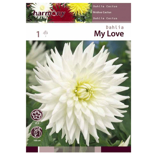 DAHLIA CACTUS MY LOVE