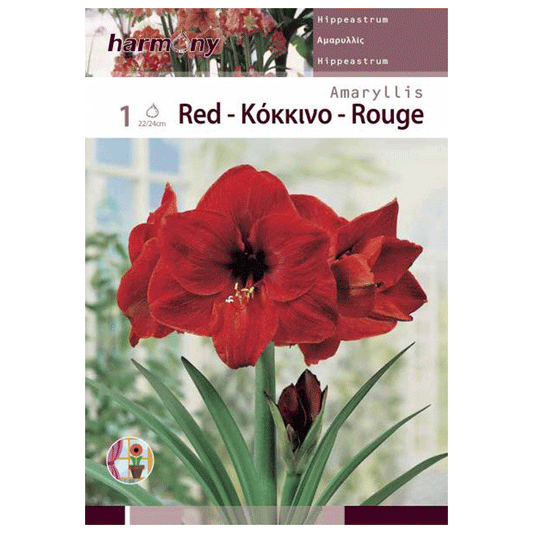AMARYLLIS RED