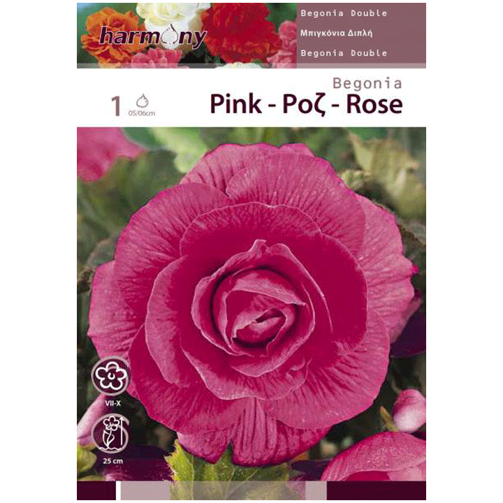BEGONIA DOUBLE FLOWERING PINK
