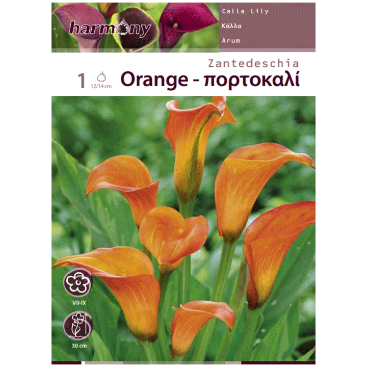 CALLA ORANGE