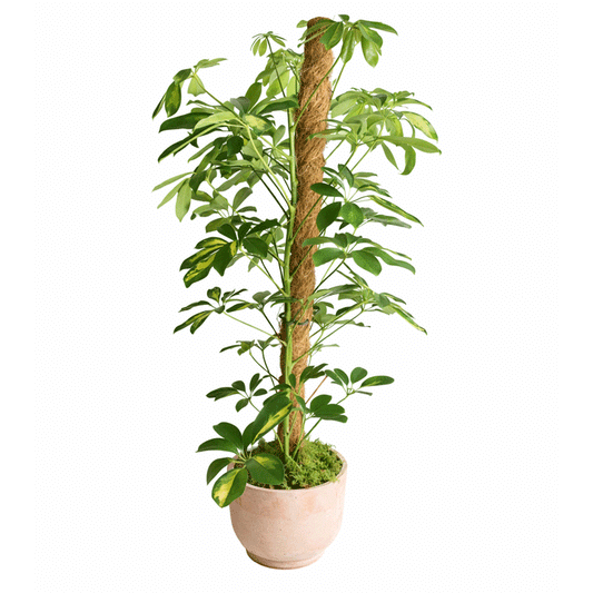 CE NORT ΠΑΣΣΑΛΟΣ ΚΟΚΟΦΟΙΝΙΚΑ 1,2m 45mm