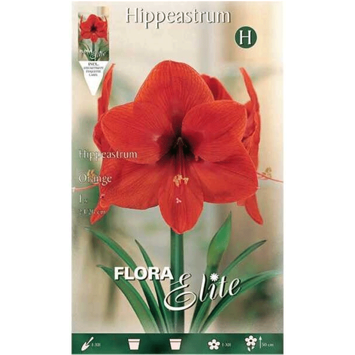 AMARYLLIS ORANGE