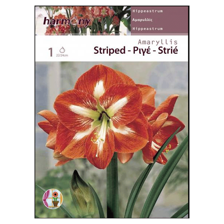 AMARYLLIS STRIPED
