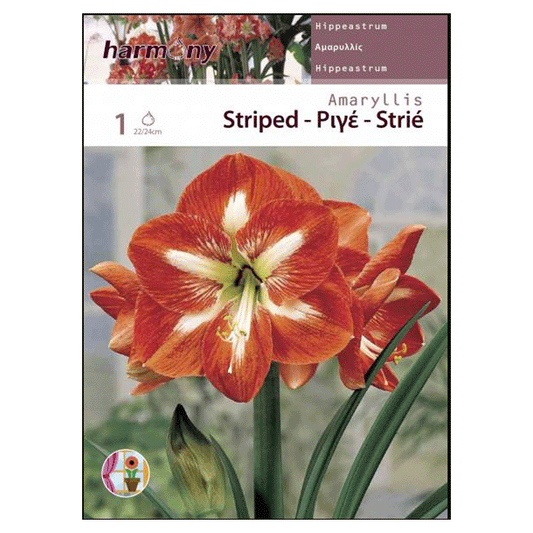 AMARYLLIS STRIPED