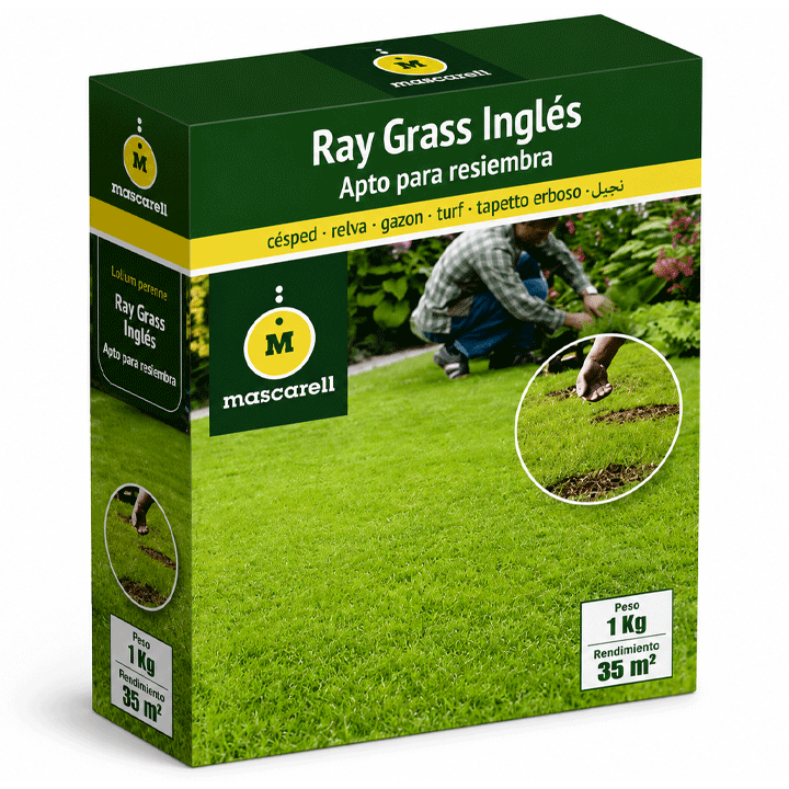 GRASS LOLIUM ROMEO 1KG