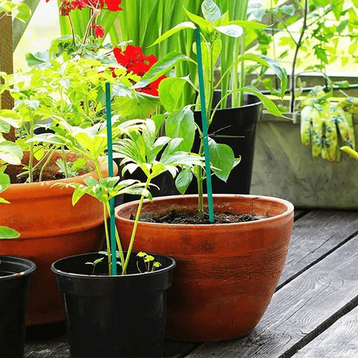 PLANT STICKS GREEN 60CM 25PCS