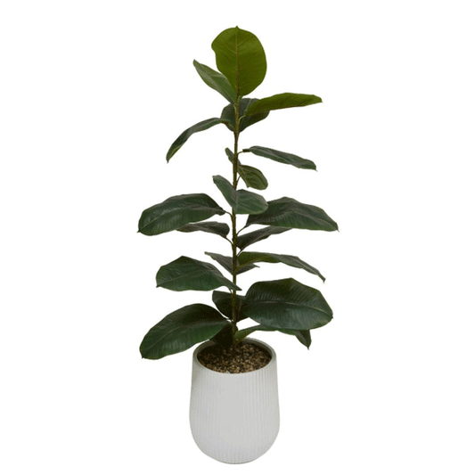 FICUS STRIPED POT SKY H145