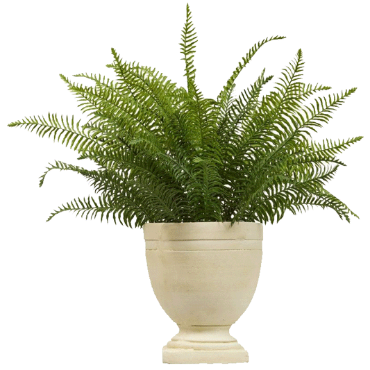 FERN W/POT CRMQCFLDR H80