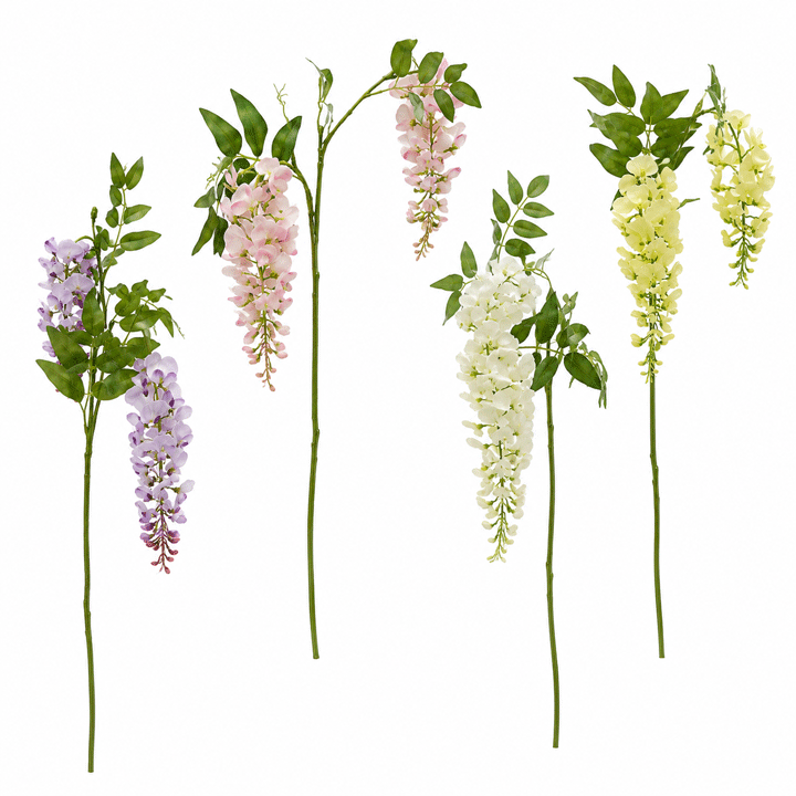 WISTERIA STEM PHOEBE H95