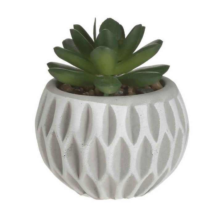SUCCULENT CEMENT POT D8XH9