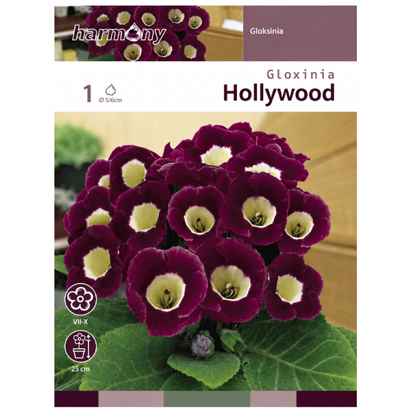 GLOXINIA HOLLYWOOD
