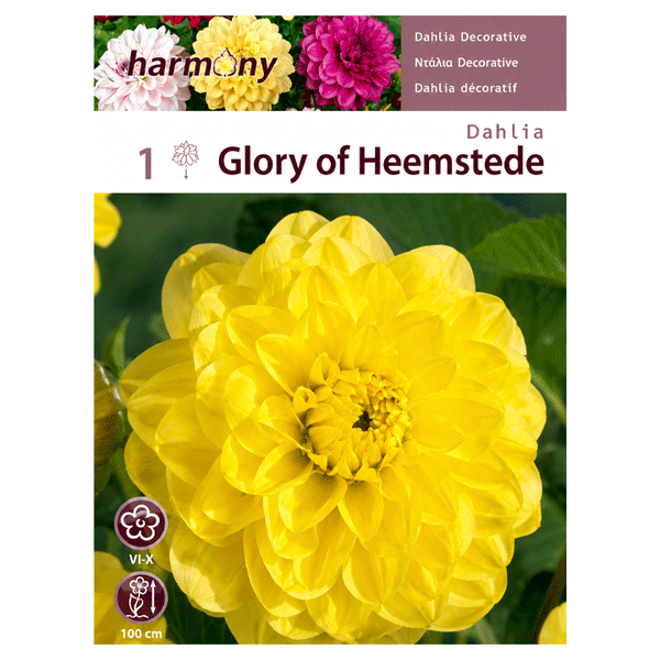 DAHLIA DECORATIVE GLORY OF HEEMSTEDE