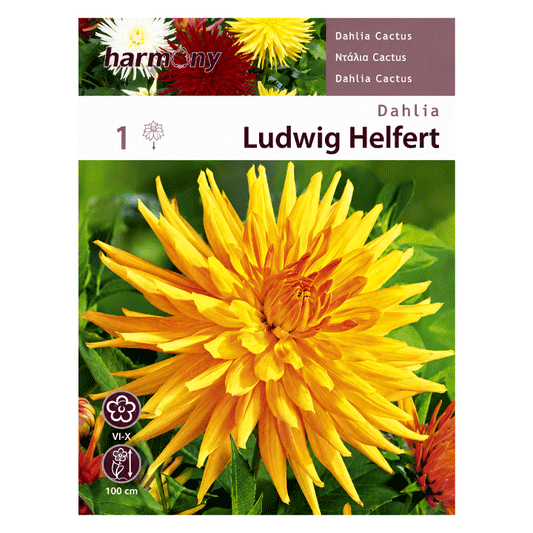 DAHLIA CACTUS LUDWIG HELFERT