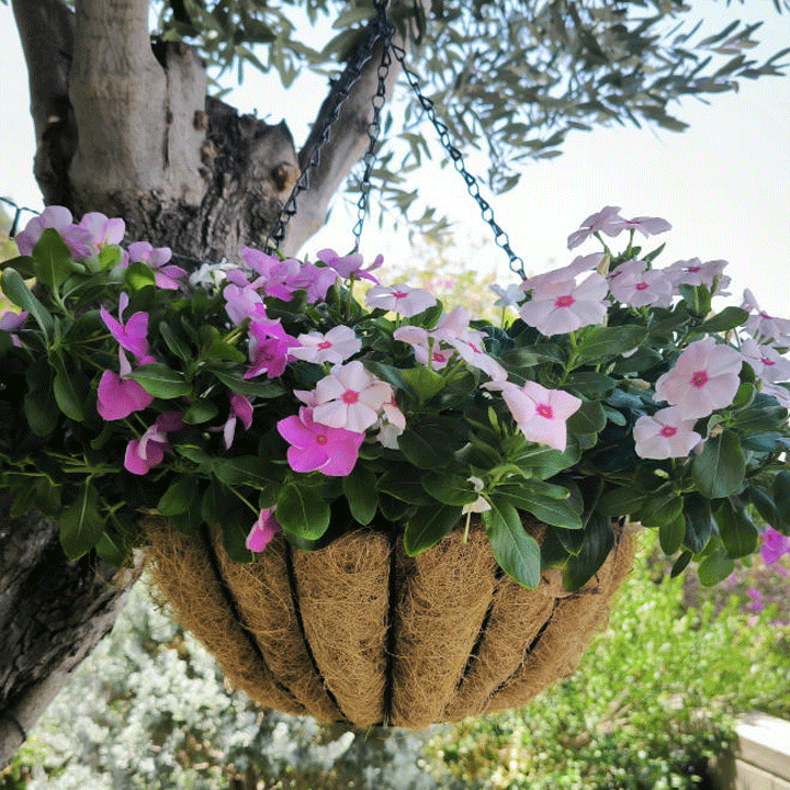 METAL HANGING BASKET HHG 14' BLACK & COCO