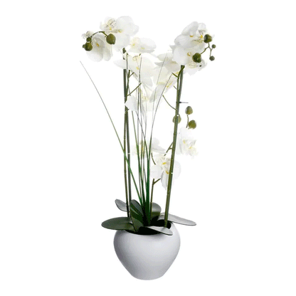 ORCHID W/ WHITE POT