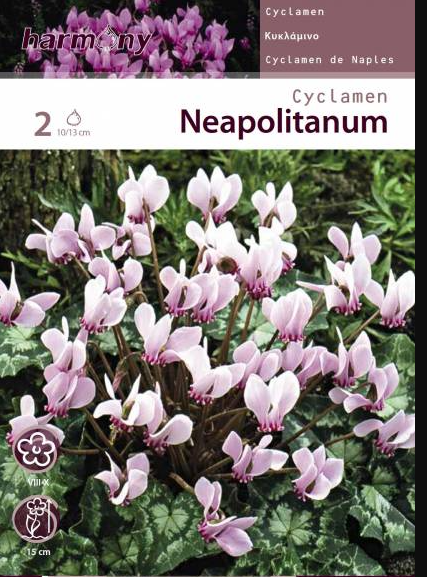 CYCLAMEN NEAPOLITANUM