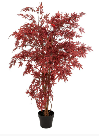RED MAPLE TREE JAMES H150