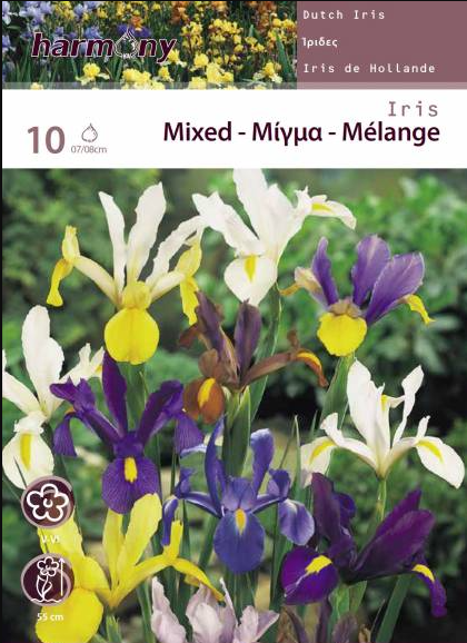 IRIS HOLANDICA MIXED