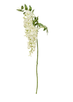 WISTERIA STEM PHOEBE H95