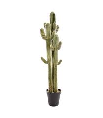 CACTUS 3 TRUNCS H148