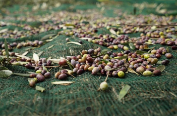 OLIVE NET 5X10M