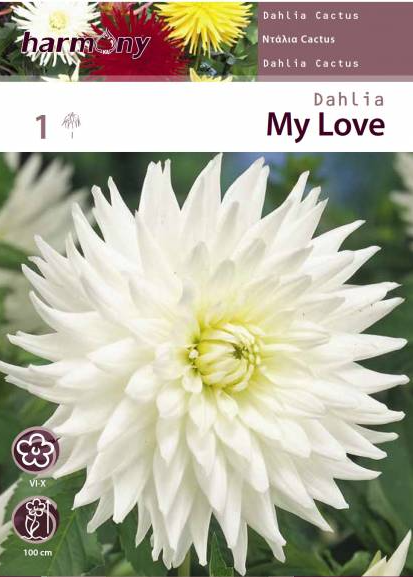 DAHLIA CACTUS MY LOVE
