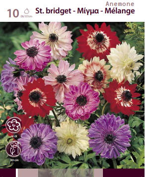ANEMONE DOUBLE MIXED