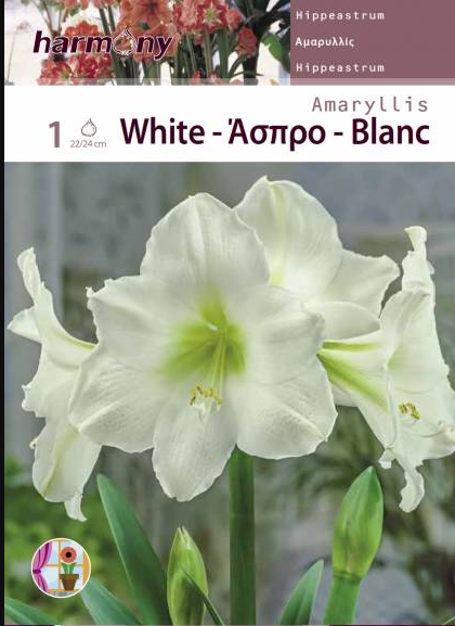 AMARYLLIS WHITE