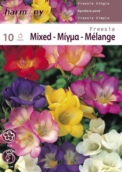 FREESIA SINGLE MIXED