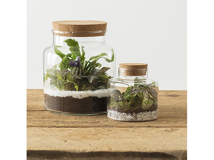 GLASS TERRARIUM H13