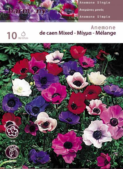ANEMONE SINGLE MIXED