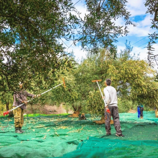 OLIVE NET GREEN 4M X 10M