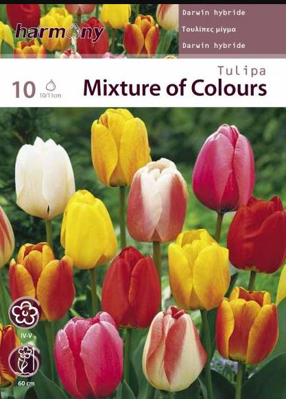 TULIPA DARWIN HYBRID MIXED