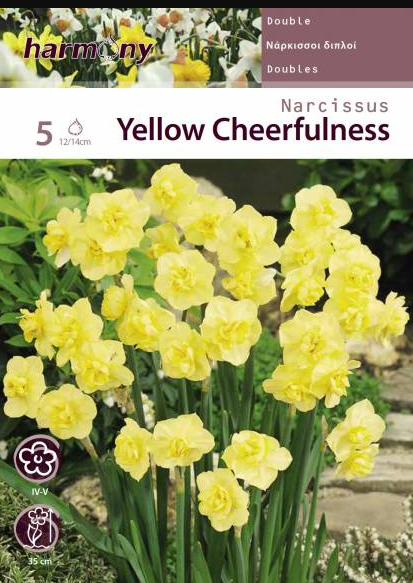 NARCISSUS DOUBLE YELLOW  CHEERFULNESS