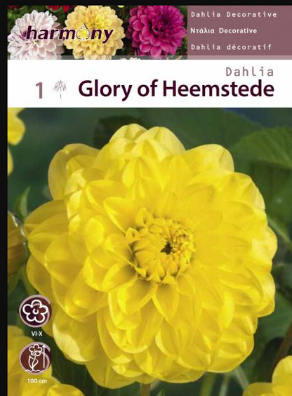 DAHLIA DECORATIVE GLORY OF HEEMSTEDE