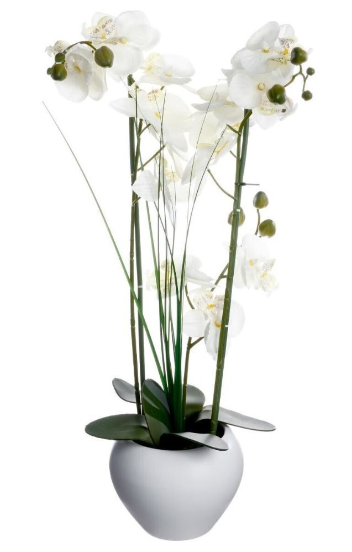 ORCHID W/ WHITE POT