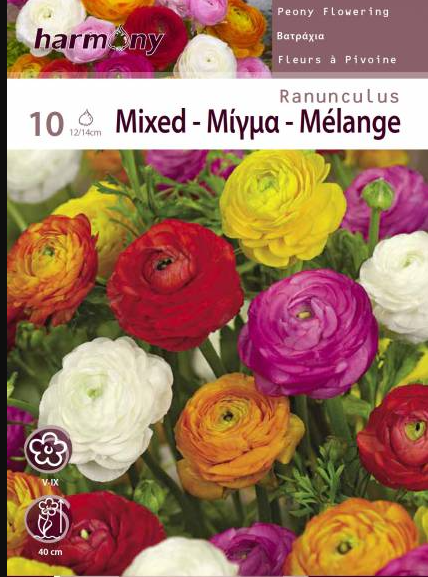 RANUNCULUS MIXED