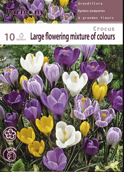 CROCUS VEMUS MIXED
