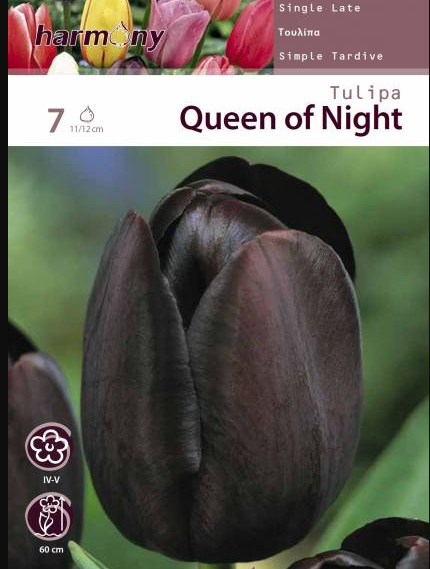 TULIPS QUEEN OF NIGHT