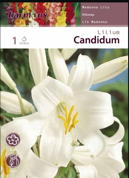 LILIUM CANDIDUM WHITE