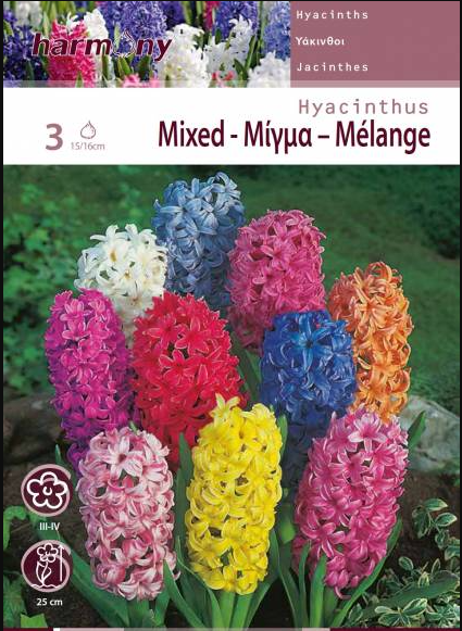 HYACINTHUS ORIENTALIS MIXED