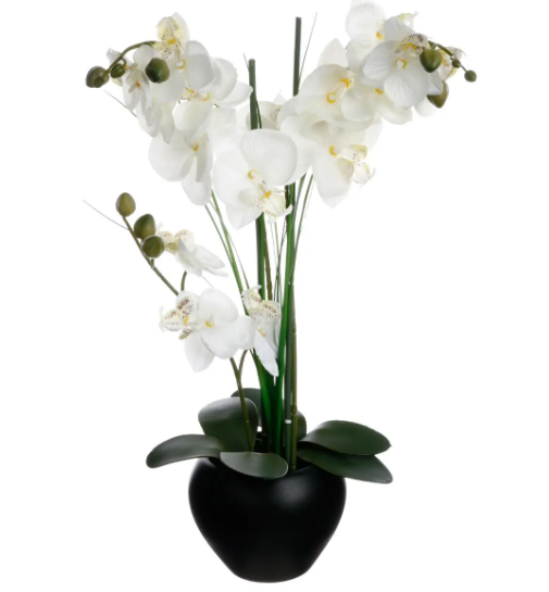 ORCHID W/ BLACK POT H53CM