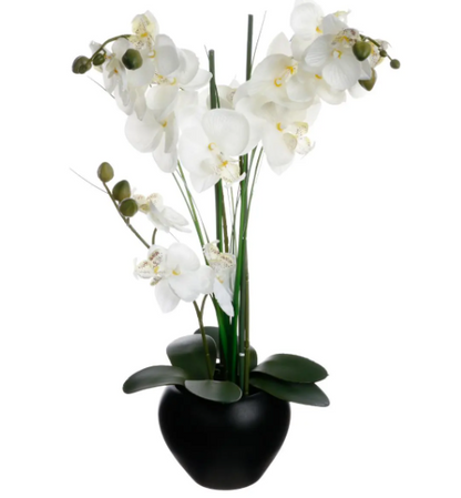 ORCHID W/ BLACK POT H53CM