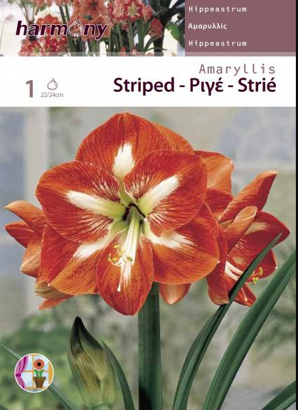 AMARYLLIS STRIPED