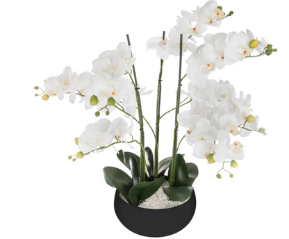 ORCHID BLACK CERAMIC POT H65
